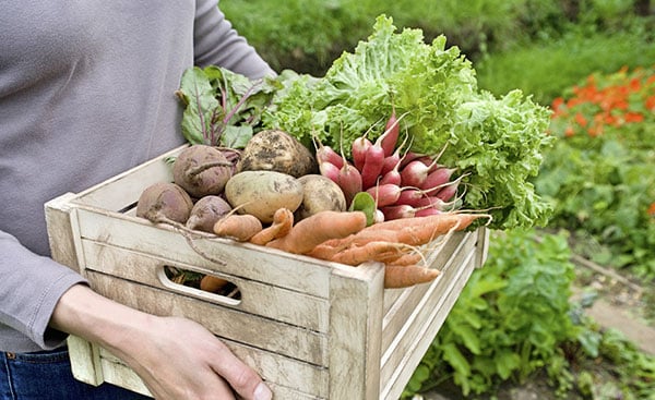 Planting Companion Guide