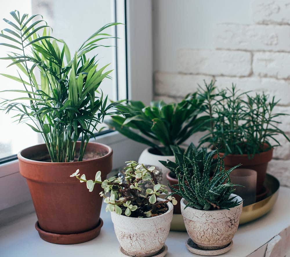 Spring House Plant Care