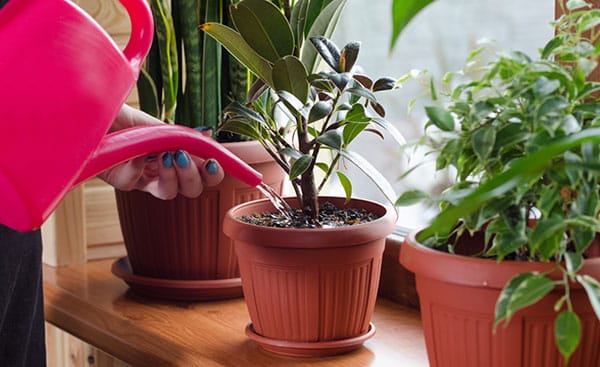Top 5 Indoor Plants for the Classroom