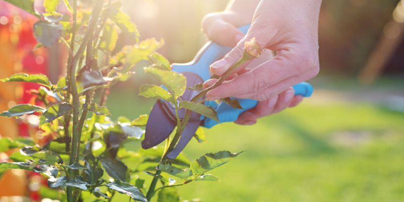 Hydrangea Pruning Tips and Tricks
