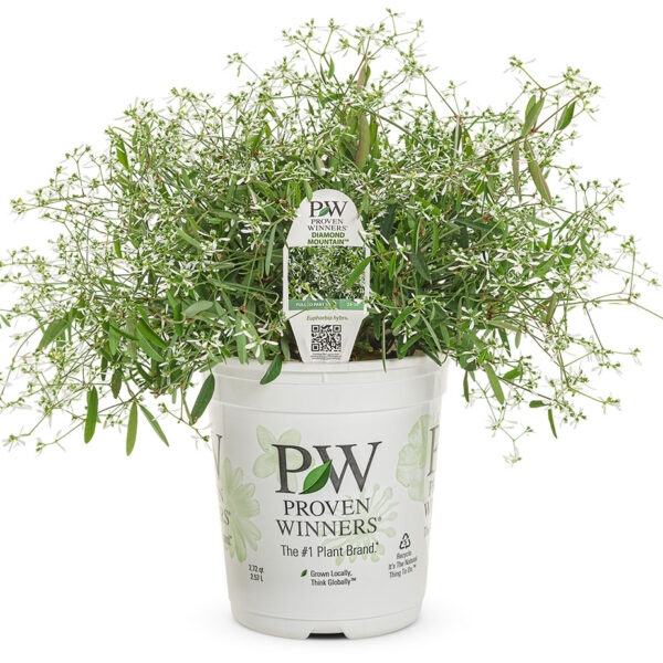 Proven Winners Diamond Mountain Euphorbia