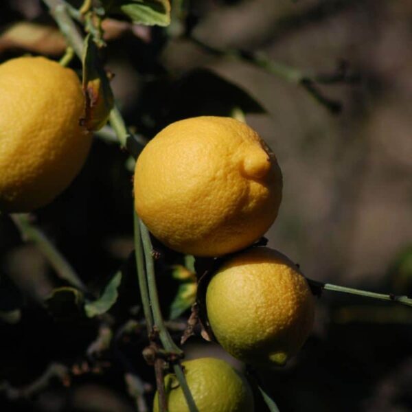 Eureka Lemon #5 gallon pot - Treeform