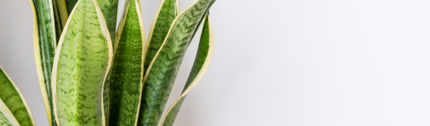 Snake Plant