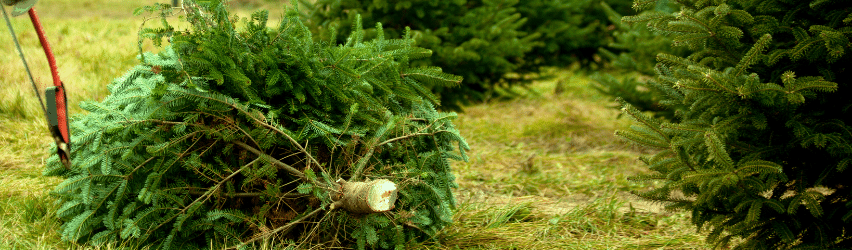 A Guide to Fresh-cut Trees