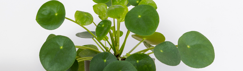 Pilea Peperomioides