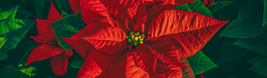 A Guide to Poinsettias