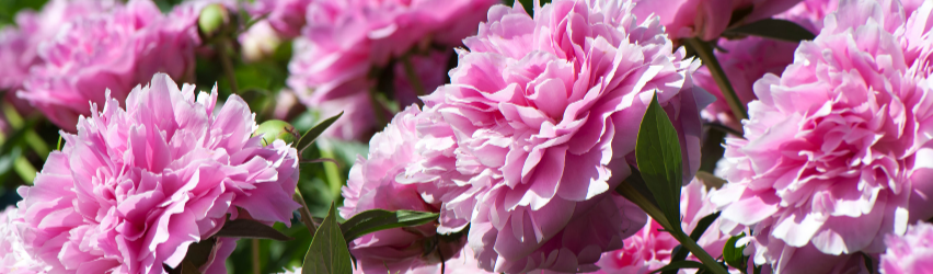 Deer-Resistant Plants