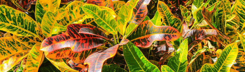 Croton