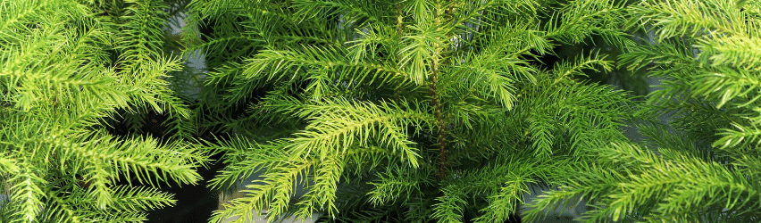 Norfolk Pine