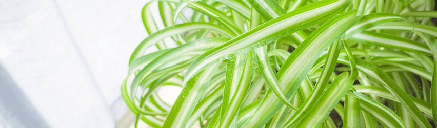 Spider Plant