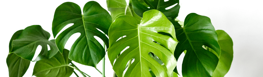 Swiss Cheese Philodendron