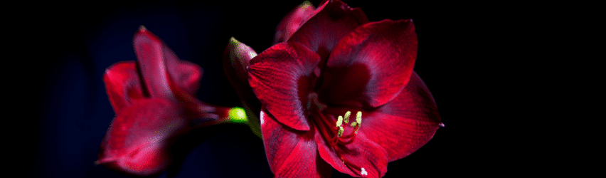 Amaryllis