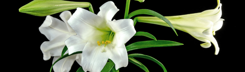 Easter Lily