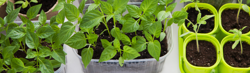 How to Start Seeds Indoors