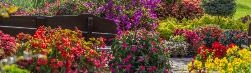 Deer Resistant Plants