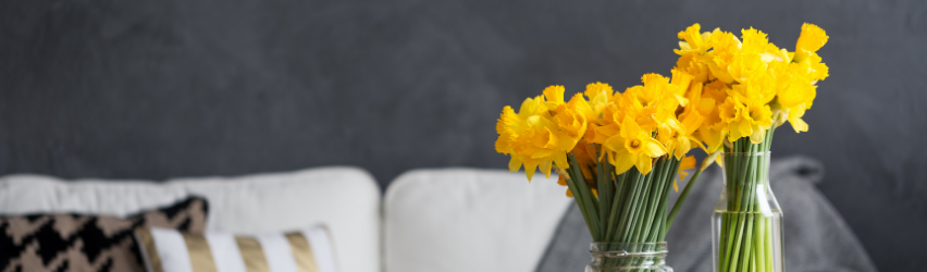 Daffodil Flower Care