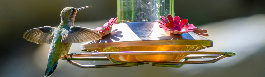 Bird Feeding Advice & Tips