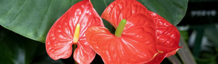 Anthurium