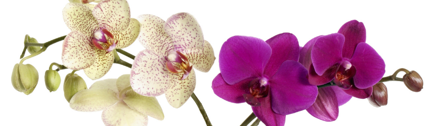 When to Repot Your Orchid
