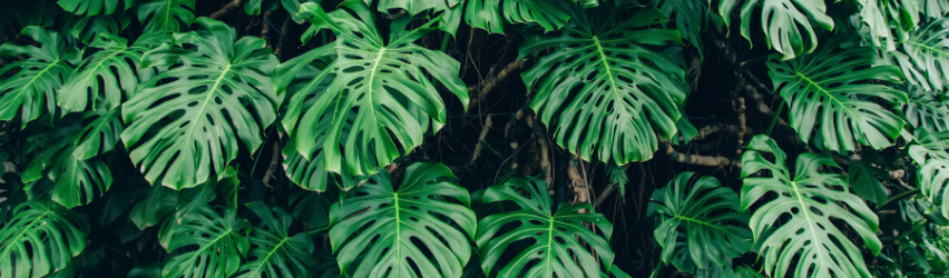 Philodendron Monstera