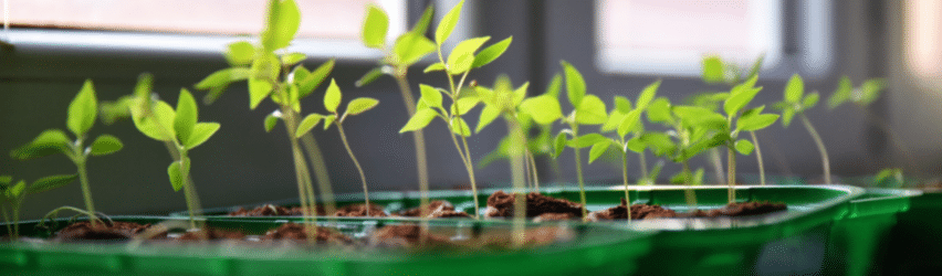 How to Start Seeds Indoors