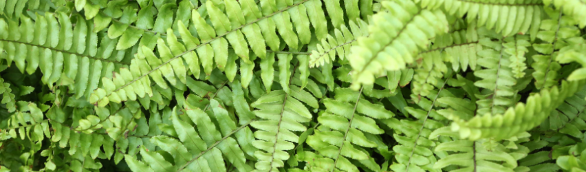 Boston Fern