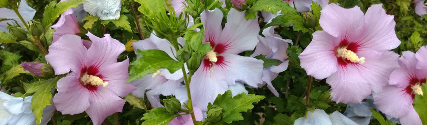 Hibiscus