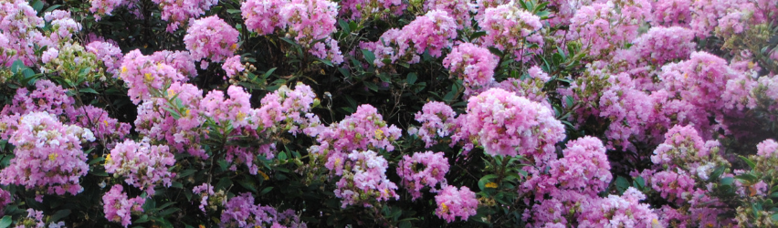 Why Aren’t My Hydrangeas Blooming?