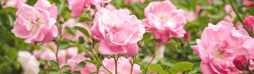Caring for Roses