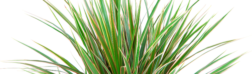 Dracaena Marginata