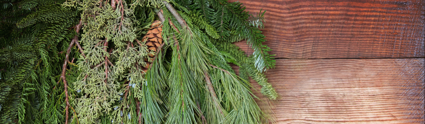 Caring for Holiday Greens