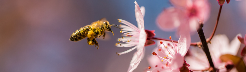 Pollinator Friendly Plants