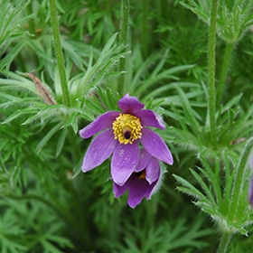 Pasqueflower #1 gallon pot