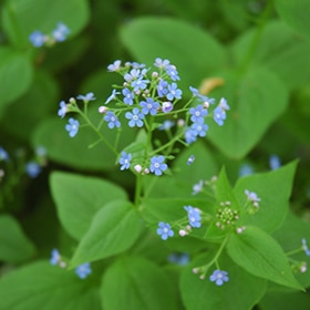 Siberian Bugloss #1.5 gallon pot
