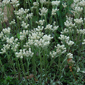 Pussytoes 3.25"/pint pot