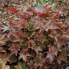 Palace Purple Coral Bells #1 gallon pot