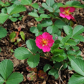Lipstick Strawberry #1 gallon pot