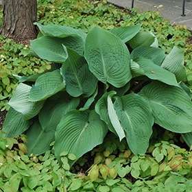 Blue Angel Hosta #1.5 gallon pot