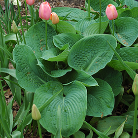 Elegans Hosta #2 gallon pot