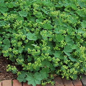 Thriller Lady's Mantle #1 gallon pot