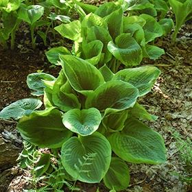 Frances Williams Hosta #1 gallon pot