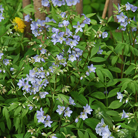 Creeping Jacob's Ladder 4.25"/quart pot
