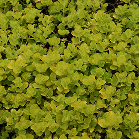 Golden Creeping Jenny super 6-pack tray