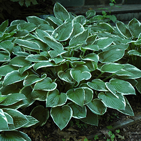 Francee Hosta #2 gallon pot
