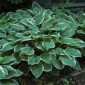 Francee Hosta #2 gallon pot
