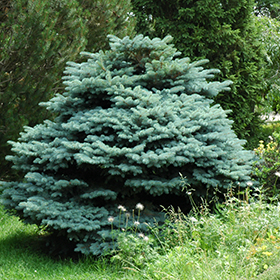 Globe Blue Spruce #3 gallon pot