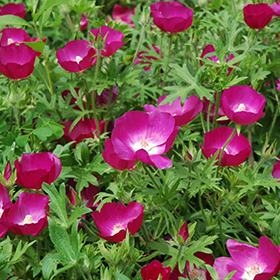 Buffalo Poppy 4.25"/quart pot - Caterpillar Candy