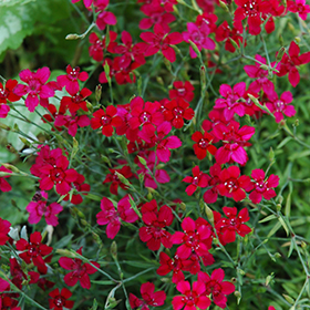 Flashing Light Maiden Pinks 3.25"/pint pot