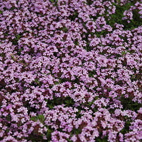 Red Creeping Thyme 3.25"/pint pot