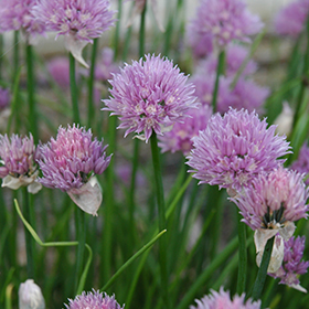 Chives 4.25"/Grande pot - Proven Winners
